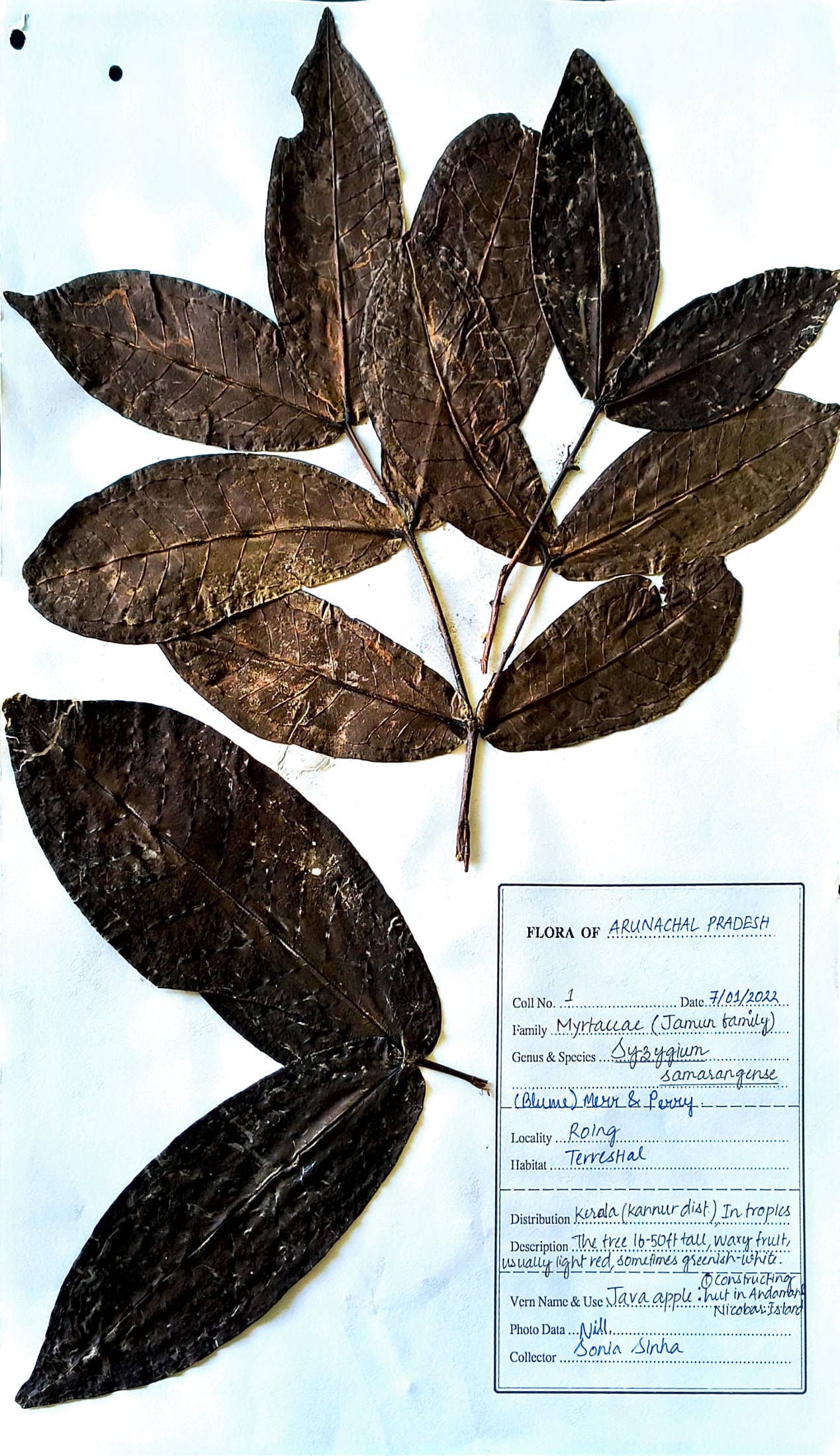 Pani Jamu (Ass.) (Herbarium)